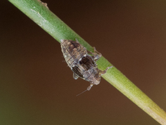 Megamelodes quadrimaculatus