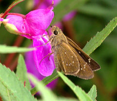 Pelopidas mathias mathias