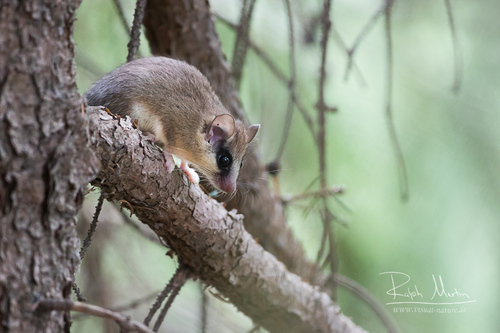 Eurasian Forest Dormouse, Aksyi, Jalal-Abad, Kyrgyzstan, photo 5 of 10