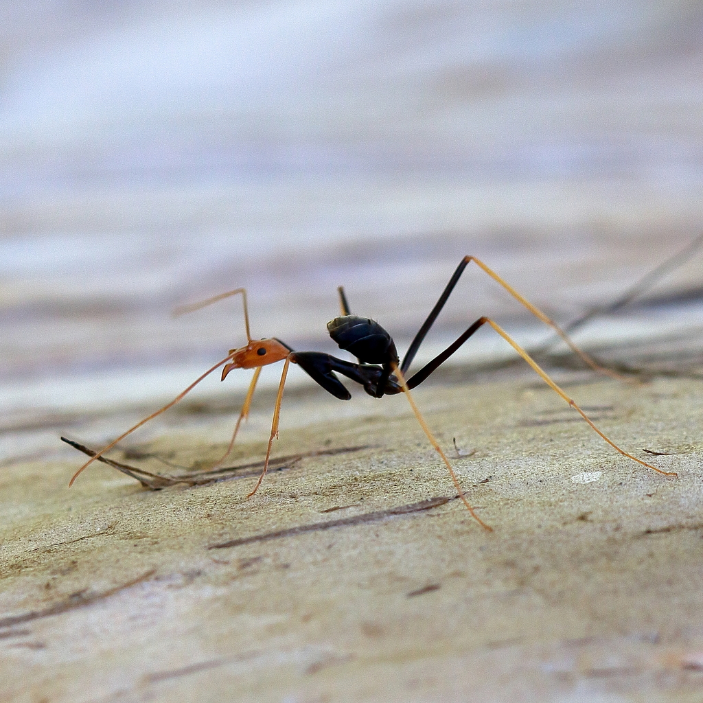 Leptomyrmex ruficeps