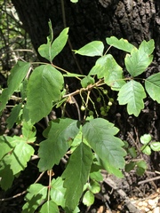Toxicodendron diversilobum