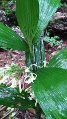 Corymborkis veratrifolia