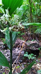Corymborkis veratrifolia
