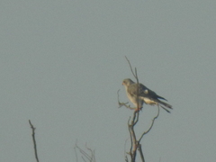 Accipiter ovampensis