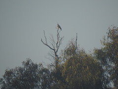 Accipiter ovampensis