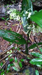 Corymborkis veratrifolia