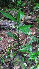 Corymborkis veratrifolia