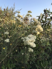 Eriogonum arborescens