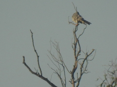 Accipiter ovampensis