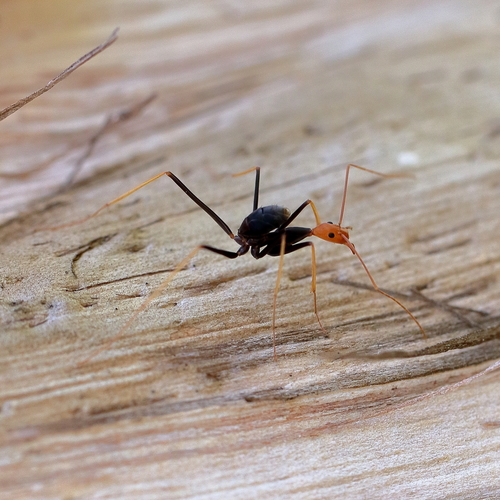 Leptomyrmex ruficeps photo 3
