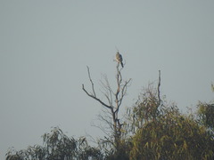 Accipiter ovampensis