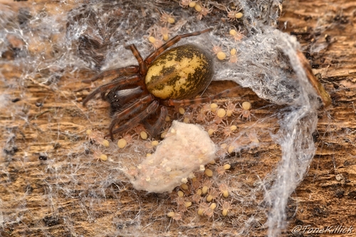 Amaurobius fenestralis Group