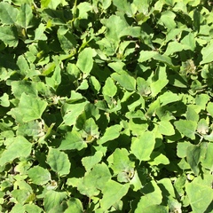 Chenopodium album