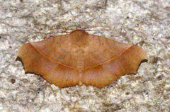 Chilkasa falcata