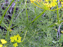 Prangos ferulacea