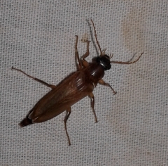Selonodon