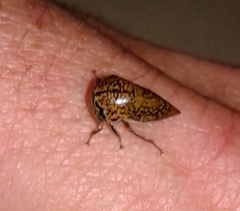 Stictopelta marmorata