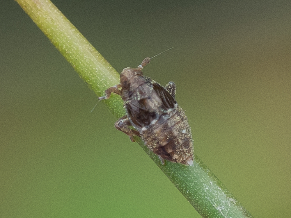 Megamelodes quadrimaculatus