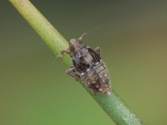 Megamelodes quadrimaculatus