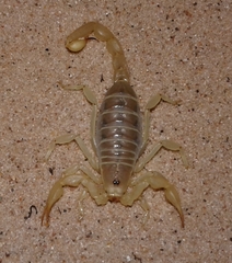 Paruroctonus utahensis