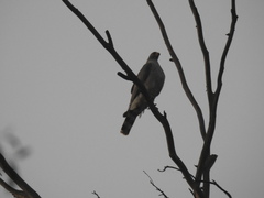 Accipiter ovampensis