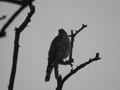 Accipiter ovampensis