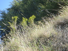 Ozothamnus leptophyllus