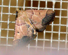 Tegulifera bicoloralis