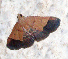 Tegulifera bicoloralis