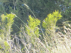 Ozothamnus leptophyllus