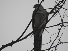 Accipiter ovampensis
