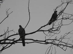 Accipiter ovampensis