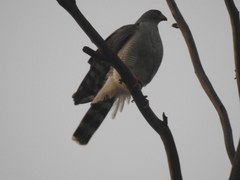 Accipiter ovampensis