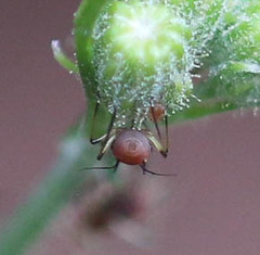 Uroleucon cichorii