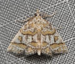 Leptosteges flavifascialis