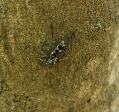 Xylotrechus