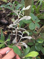 Corokia buddleioides