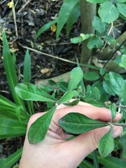 Corokia buddleioides