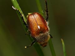 Chaetopteroplia segetum