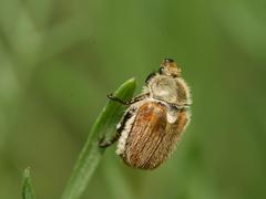 Chaetopteroplia segetum