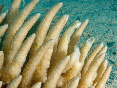 Eucheuma arnoldii