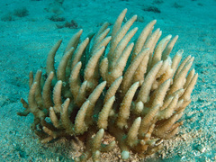 Eucheuma arnoldii
