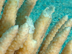Eucheuma arnoldii