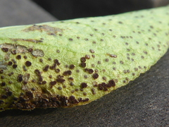 Puccinia vincae