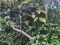 Strophanthus eminii