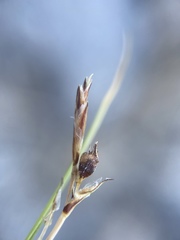 Carex rossii