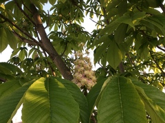 Aesculus turbinata