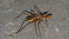 Micropeza stigmatica