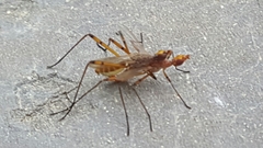 Micropeza stigmatica