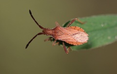 Coriomeris denticulatus